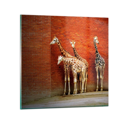 Impression sur verre - Image sur verre - Voyez-vous des acacias ? - 60x60 cm