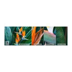 Échantillon de Papier Peint Autocollant Deluxe Sticker - Est-ce une fleur, est-ce un oiseaux? - Strelitzia royale, Fleur, Afrique - 100x30 cm