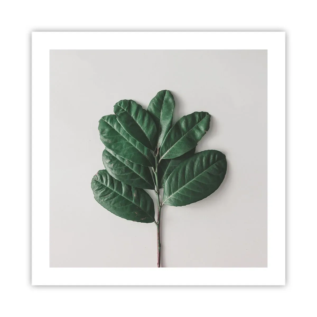 Affiche - Poster - Dessin de la nature elle-même - 50x50 cm