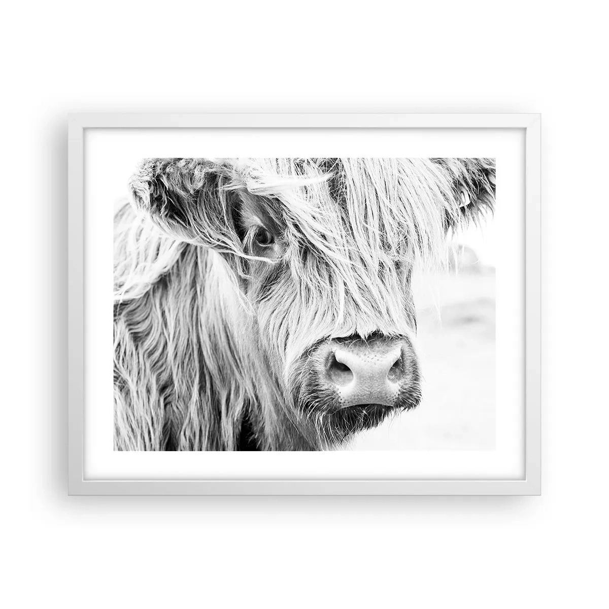 Affiche dans un cadre blanc - Poster - Sauvagerie écossaise - 50x40 cm