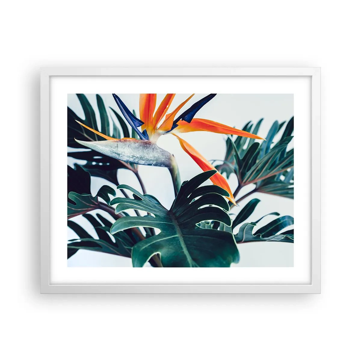 Affiche dans un cadre blanc - Poster - Le buisson oiseaux - 50x40 cm