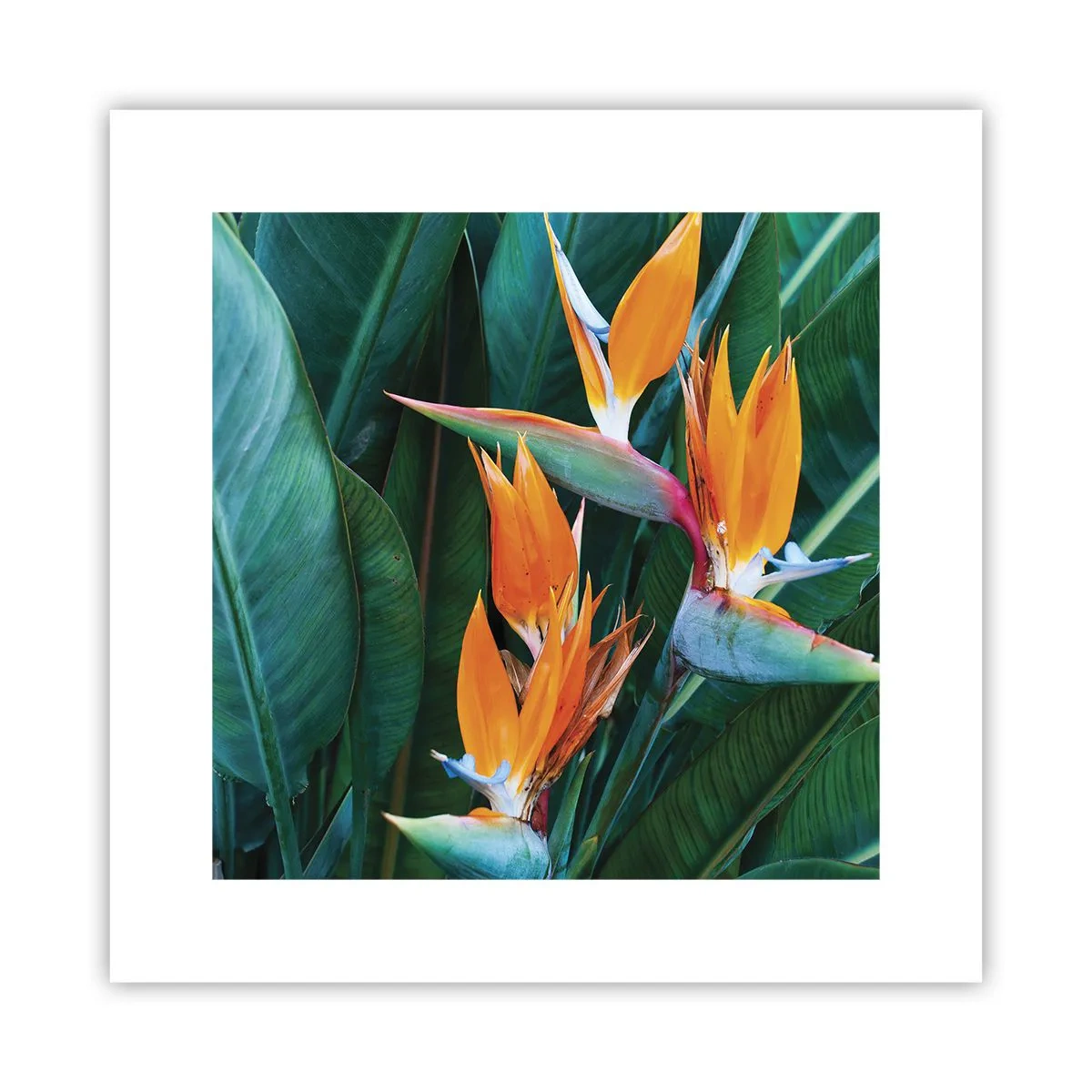 Affiche - Poster - Est-ce une fleur, est-ce un oiseaux? - 30x30 cm