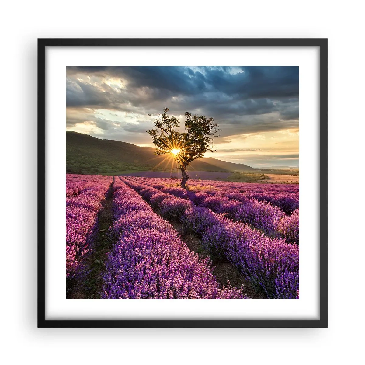 Affiche dans un cadre noir - Poster - Arôme de couleur lilas - 50x50 cm