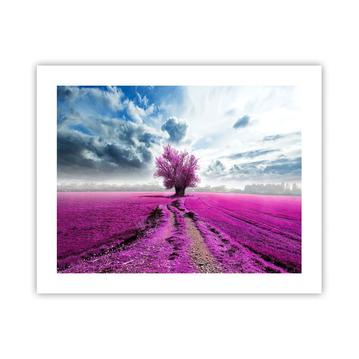 Affiche - Poster - Lande - nature sauvage - 50x40 cm