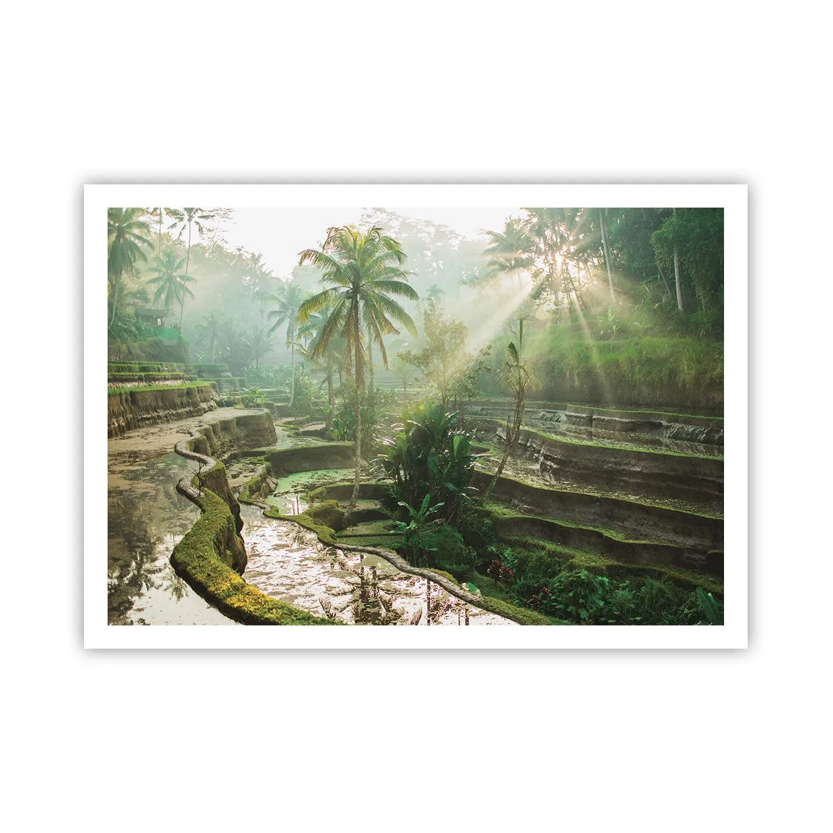 Affiche - Poster - Rizières en terrasses avec palmiers sous les rayons du soleil - 100x70cm - Grandir au soleil - Décoration murale moderne pour le salon et la chambre ARTTOR