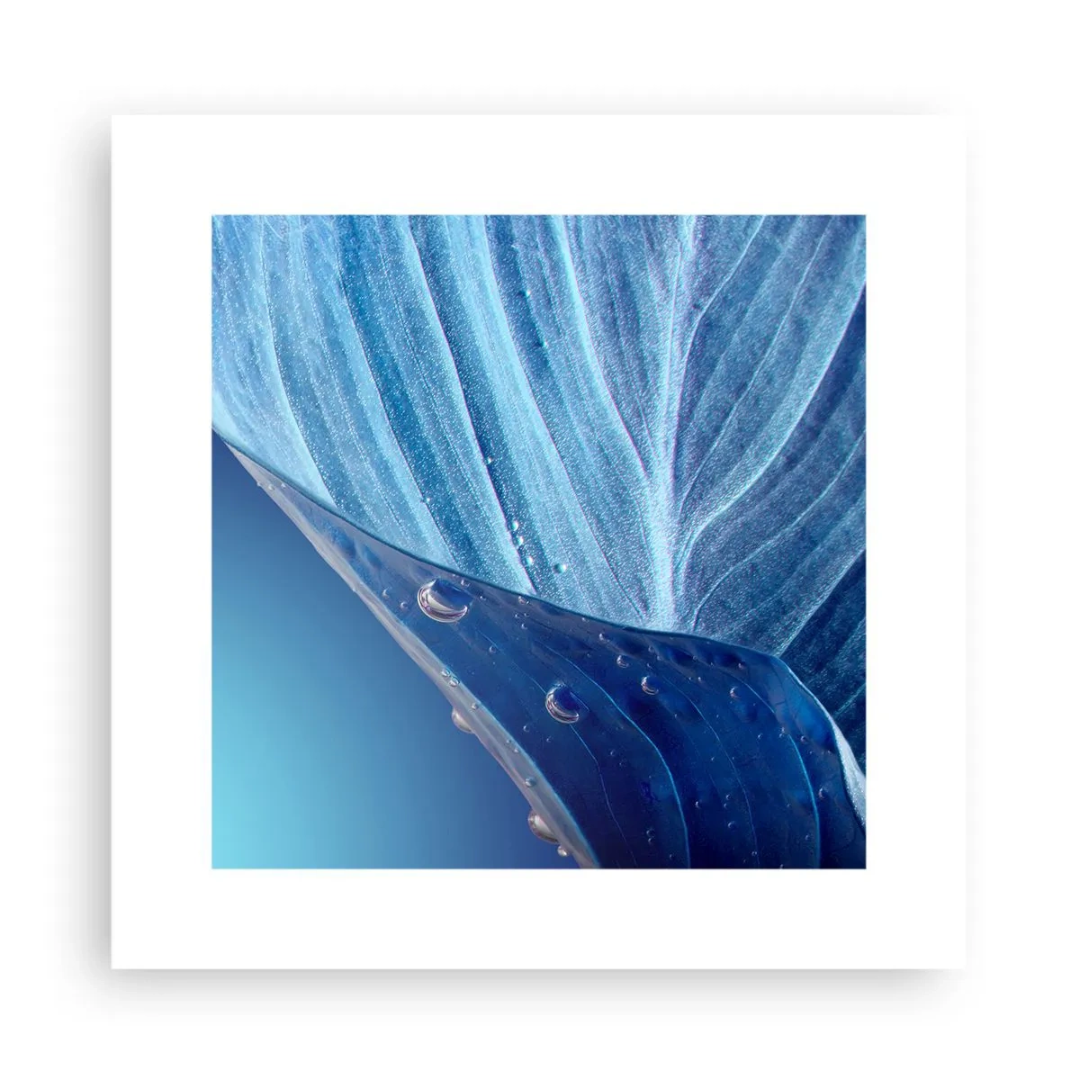 Affiche - Poster - Gouttes cachées du bleu - 30x30 cm