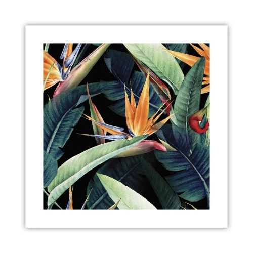 Affiche - Poster - Fleurs flamboyantes des tropiques - 40x40 cm
