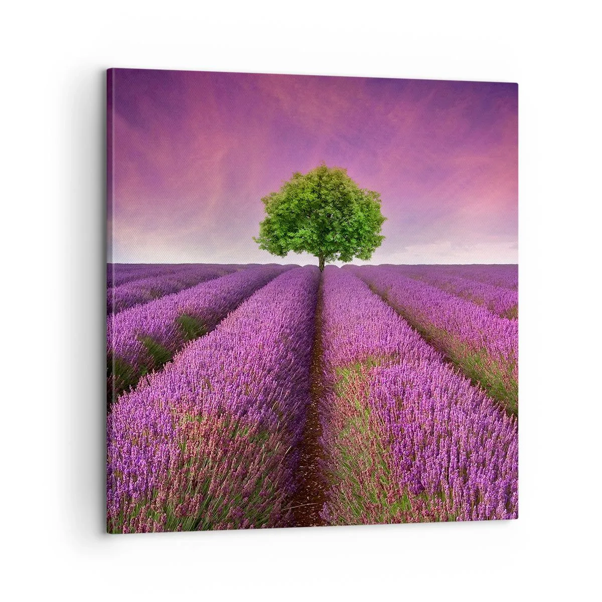 Impression sur toile - Image sur toile - Dans un champs de lavande - 60x60 cm