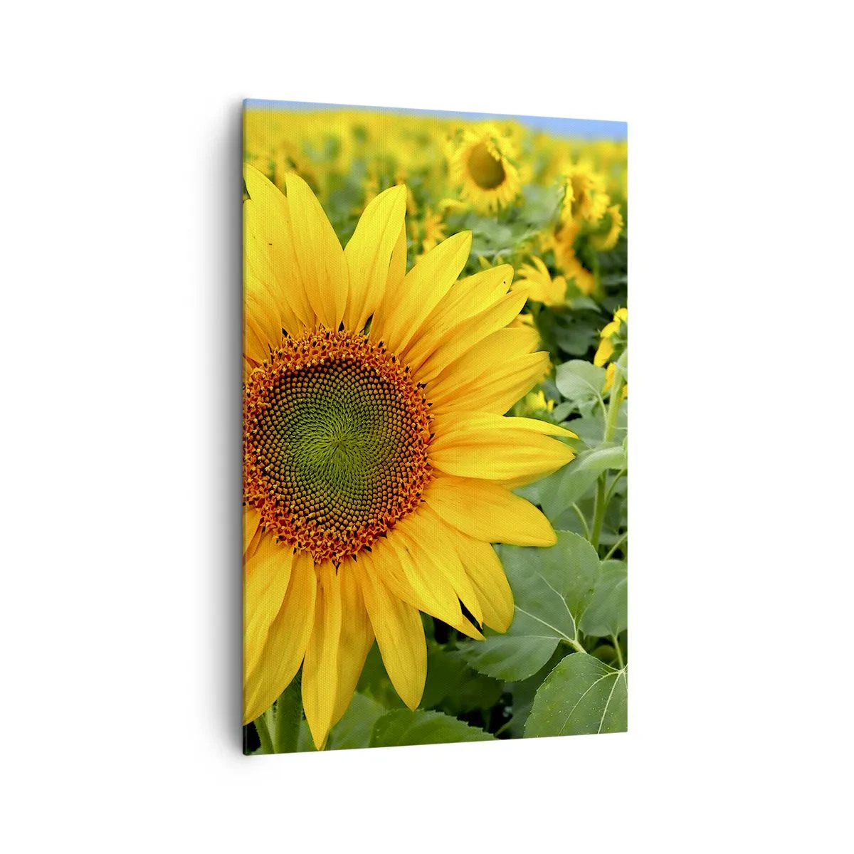 Impression sur toile - Image sur toile - Un champ de tournesols aux fleurs jaunes sur fond de feuilles vertes - 80x120cm - Des centaines de soleils se sont embrasés - Décoration murale moderne pour le salon et la chambre ARTTOR