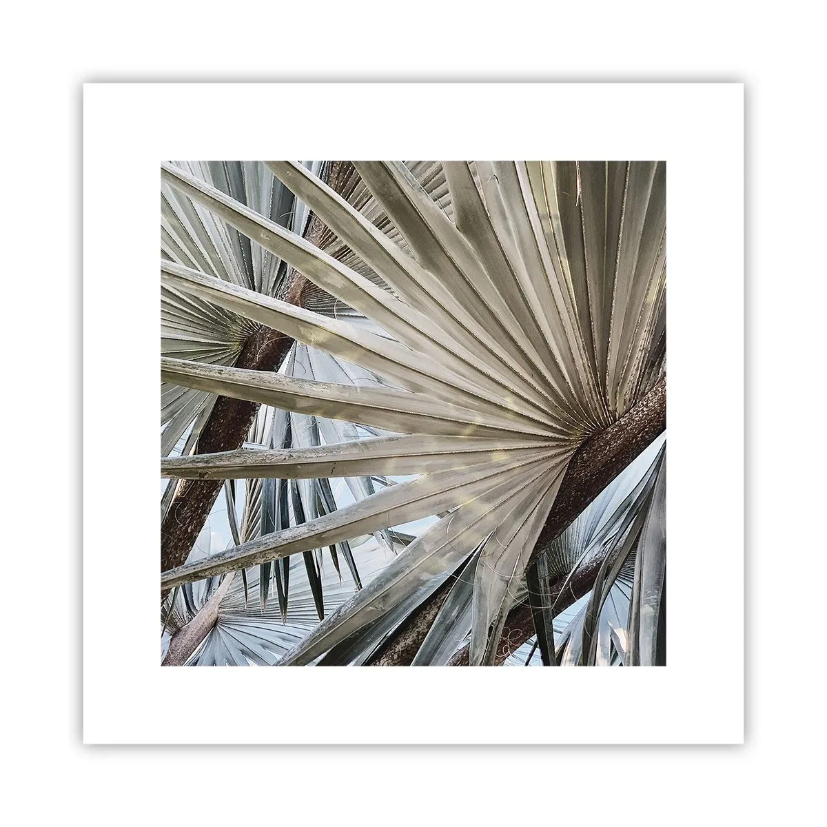 Affiche - Poster - Evantail sous les tropiques - 30x30 cm