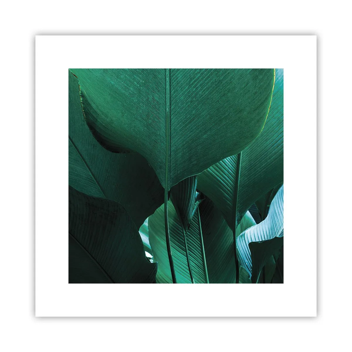 Affiche - Poster - Tourné vers la lumière - 30x30 cm