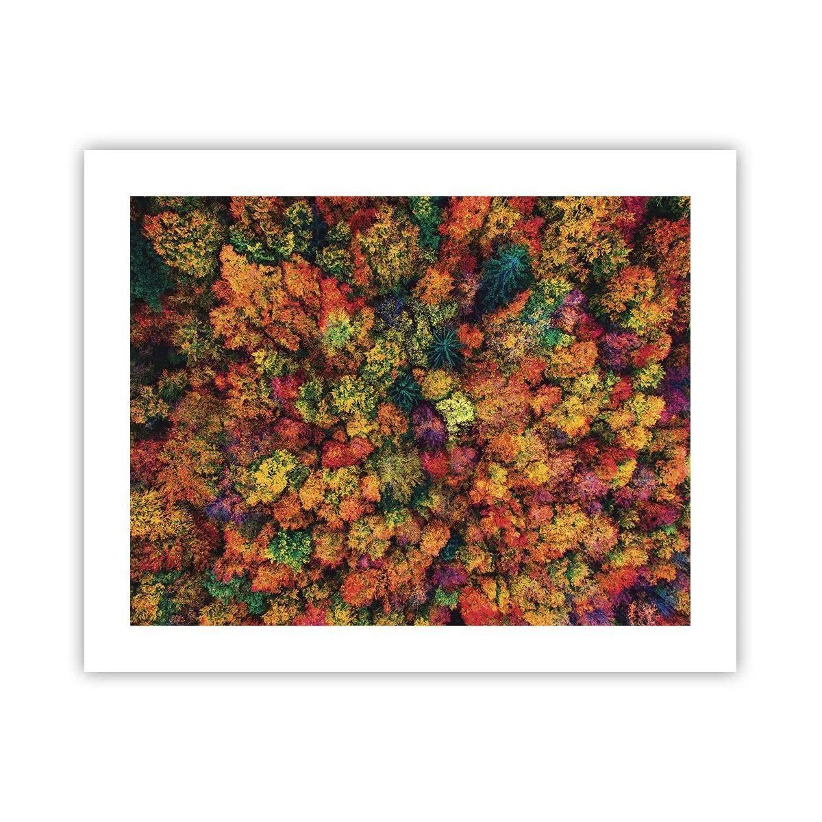 Affiche - Poster - Bouquet d'arbres automnal - 50x40 cm