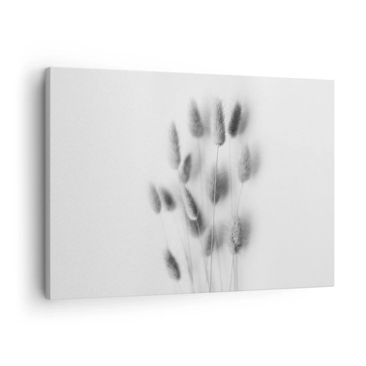 Impression sur toile - Image sur toile - Graminées délicates dans des tons de gris sur fond blanc - 70x50cm - Son herbe duveteuse - Décoration murale moderne pour le salon et la chambre ARTTOR