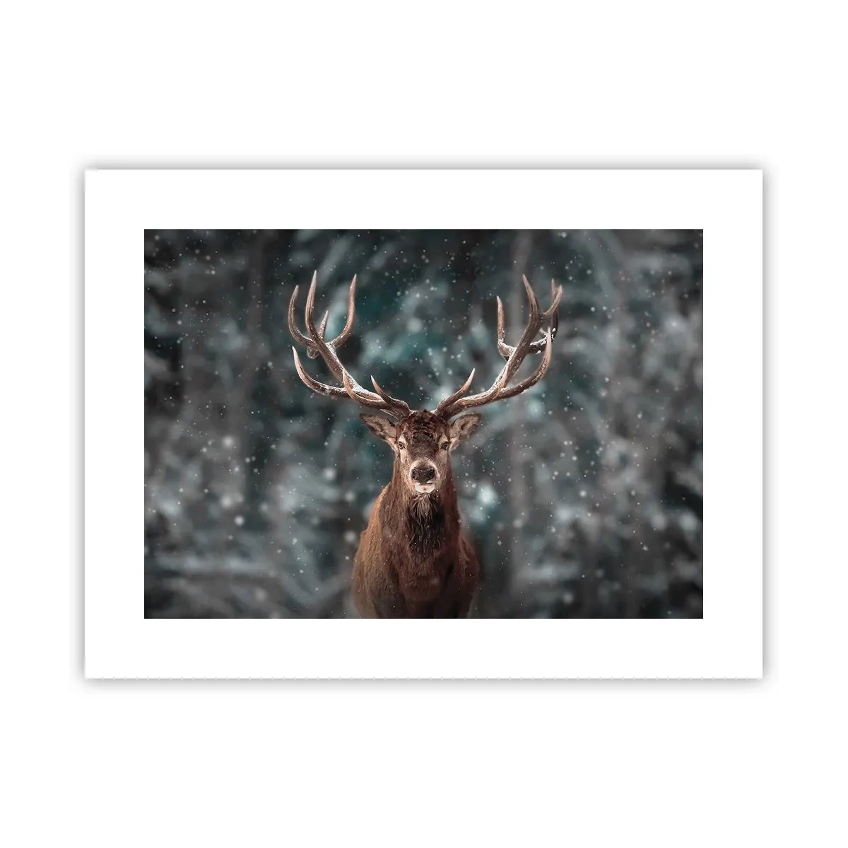 Affiche - Poster - Roi de la forêt couronné - 40x30 cm