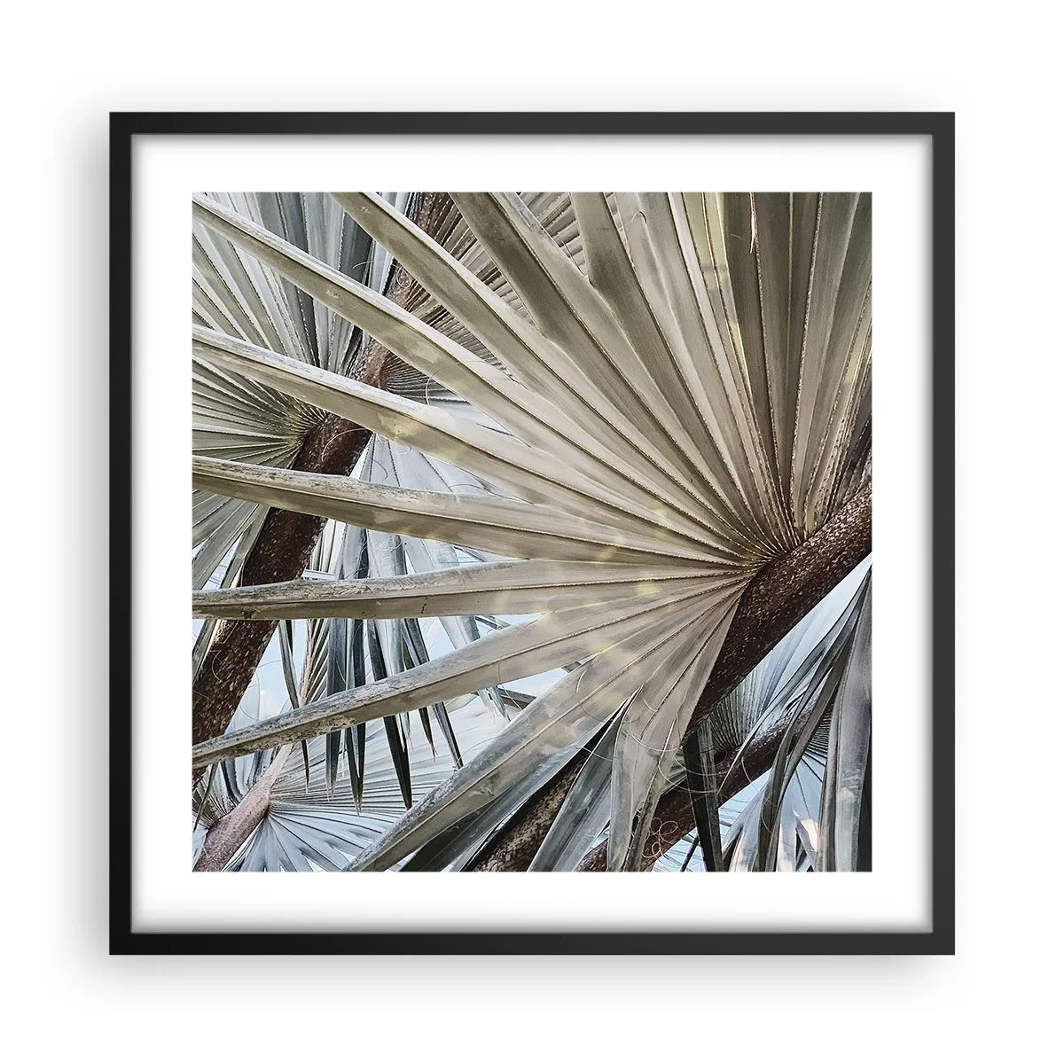 Affiche dans un cadre noir - Poster - Evantail sous les tropiques - 50x50 cm