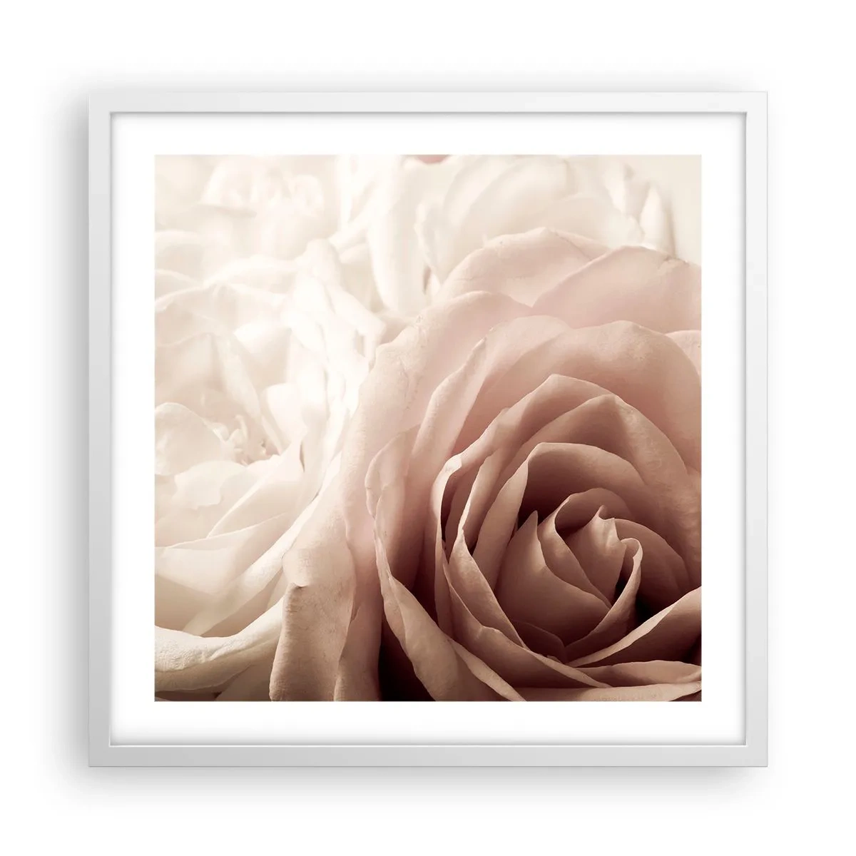 Affiche dans un cadre blanc - Poster - Au coeur d'ue la rose - 50x50 cm