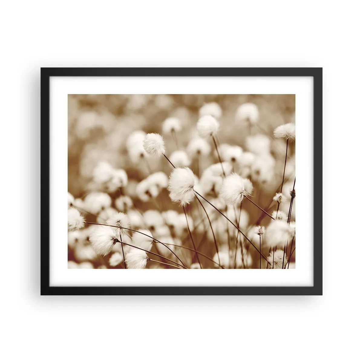 Affiche dans un cadre noir - Poster - Tige moelleuse - 50x40 cm