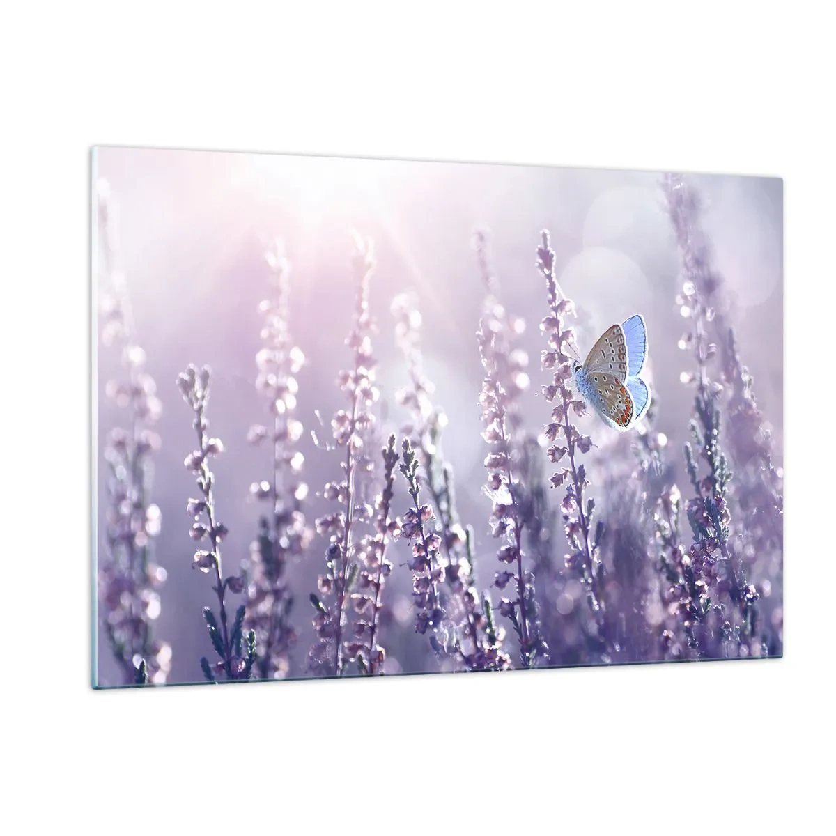 Impression sur verre - Image sur verre - Un papillon dans un champ de lavande au soleil - 120x80cm - Baiser de papillon - Décoration murale moderne pour le salon et la chambre ARTTOR