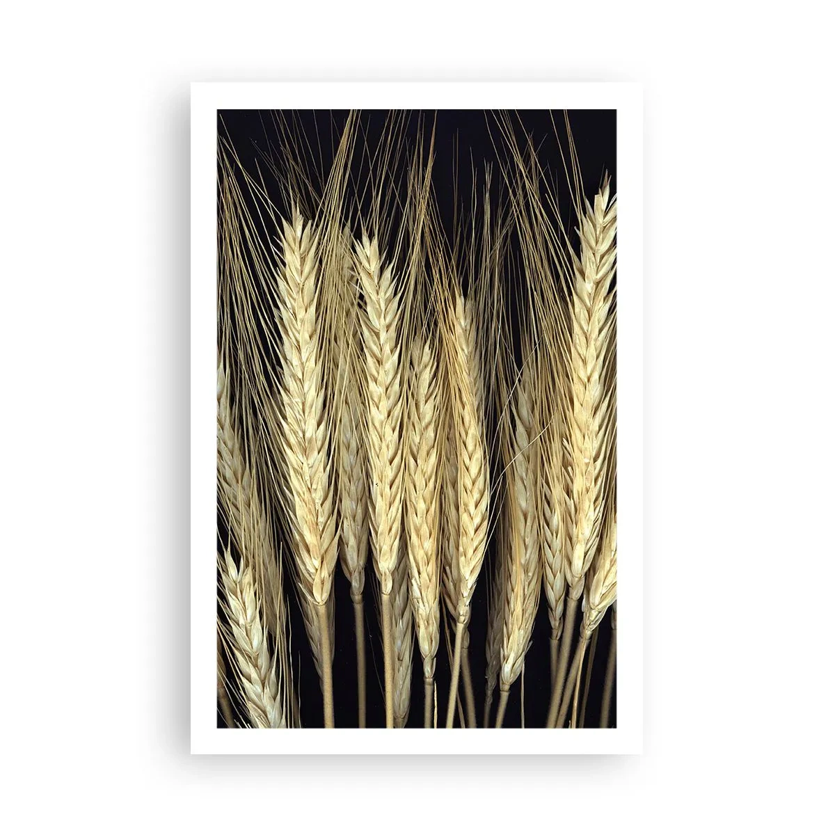 Affiche - Poster - Magie rustique - 61x91 cm