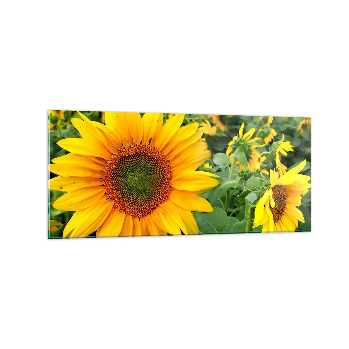 Impression sur verre - Image sur verre - Un champ de tournesols aux fleurs jaunes sur fond de feuilles vertes - 120x50cm - Des centaines de soleils se sont embrasés - Décoration murale moderne pour le salon et la chambre ARTTOR