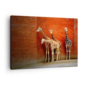 Impression sur toile - Image sur toile - Quatre girafes contre un mur de briques dans un décor artistique - 70x50cm - Voyez-vous des acacias ? - Décoration murale moderne pour le salon et la chambre ARTTOR