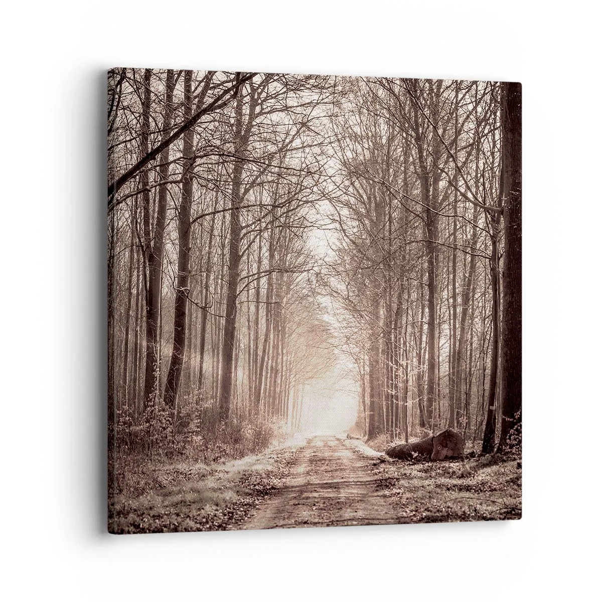 Impression sur toile - Image sur toile - Cathédrale de la forêt - 40x40 cm