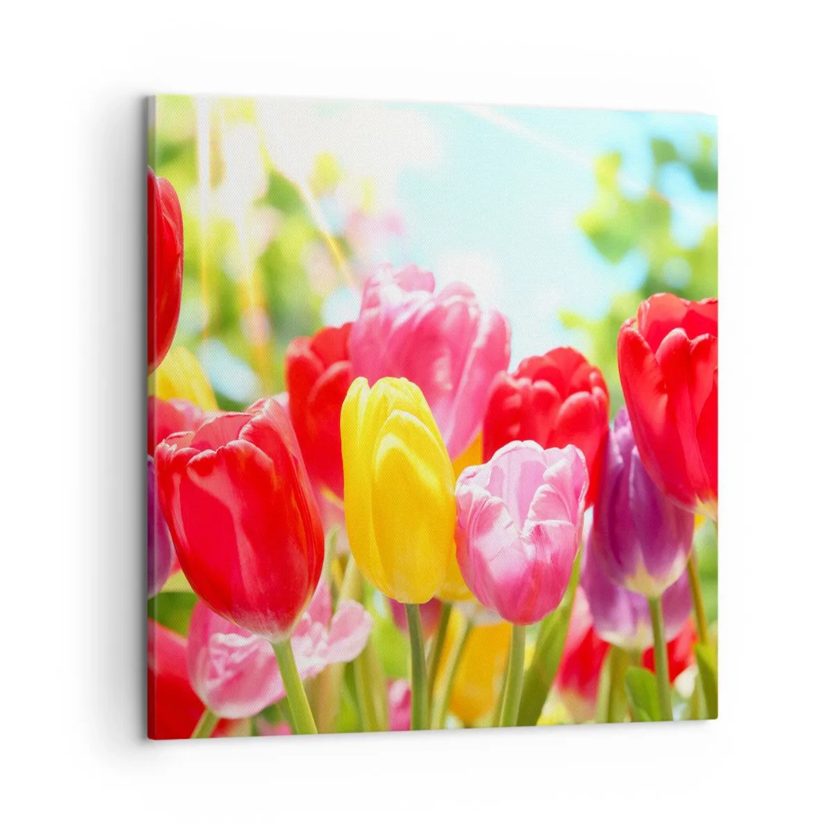 Impression sur toile - Image sur toile - C'est nous, les couleurs de Mai! - 50x50 cm