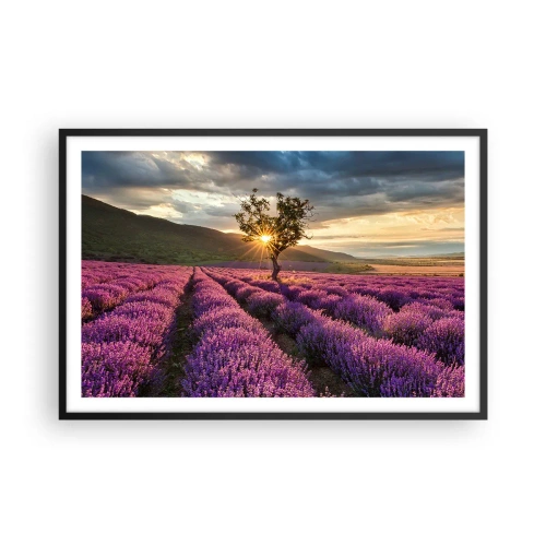 Affiche dans un cadre noir - Poster - Arôme de couleur lilas - 91x61 cm