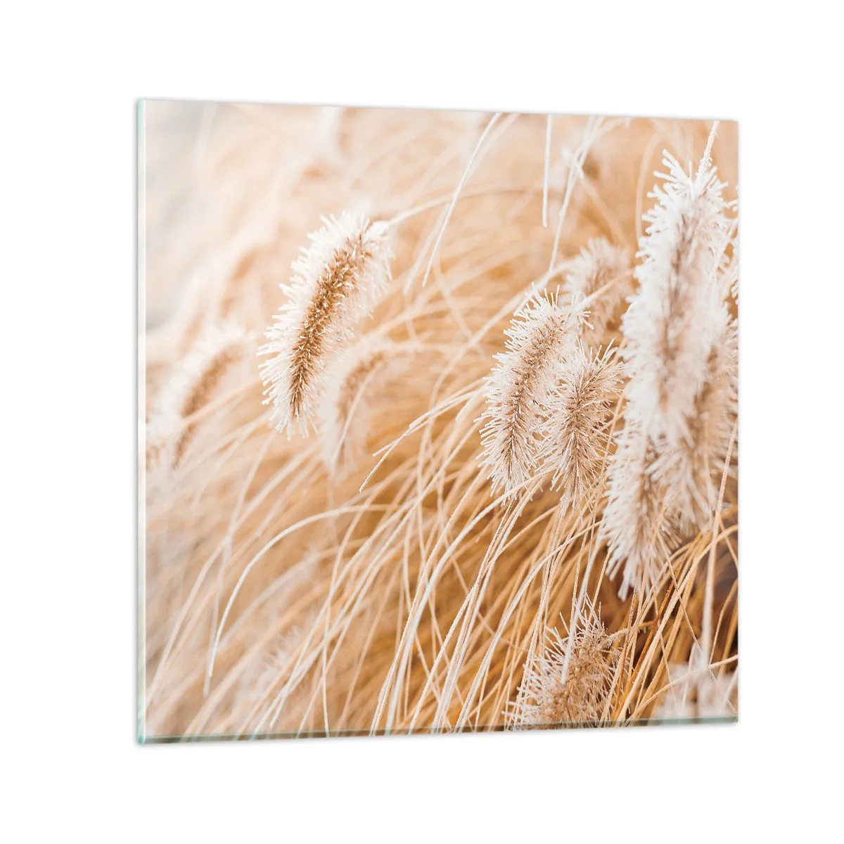 Impression sur verre - Image sur verre - Le bruissement doré de l'herbe - 70x70 cm