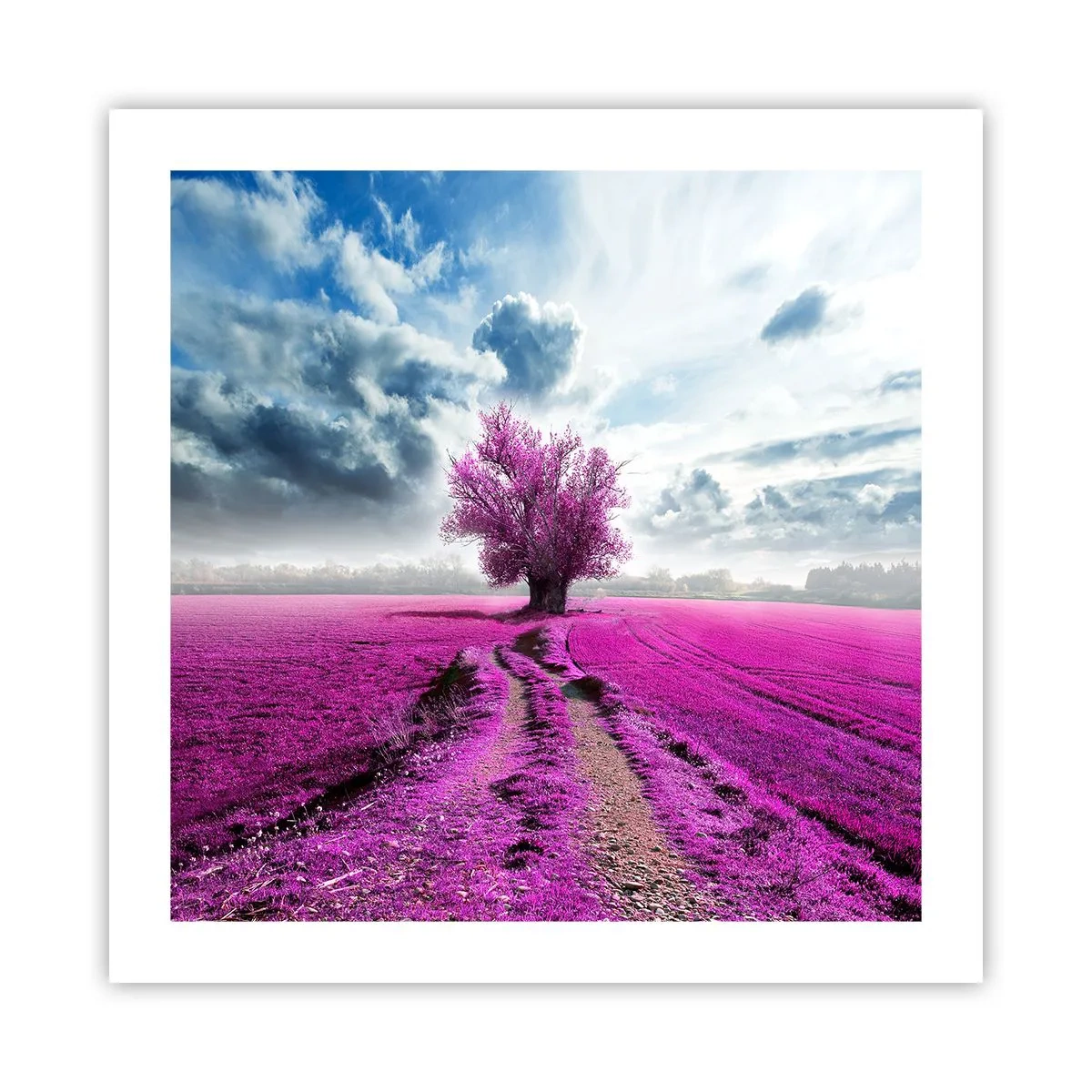 Affiche - Poster - Lande - nature sauvage - 50x50 cm