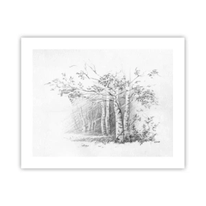 Affiche - Poster - Lumière d'une forêt de bouleaux - 50x40 cm
