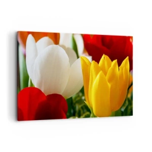 Impression sur toile - Image sur toile - Gros plan de tulipes colorées sur un fond printanier - 120x80cm - La fièvre des tulipes - Décoration murale moderne pour le salon et la chambre ARTTOR