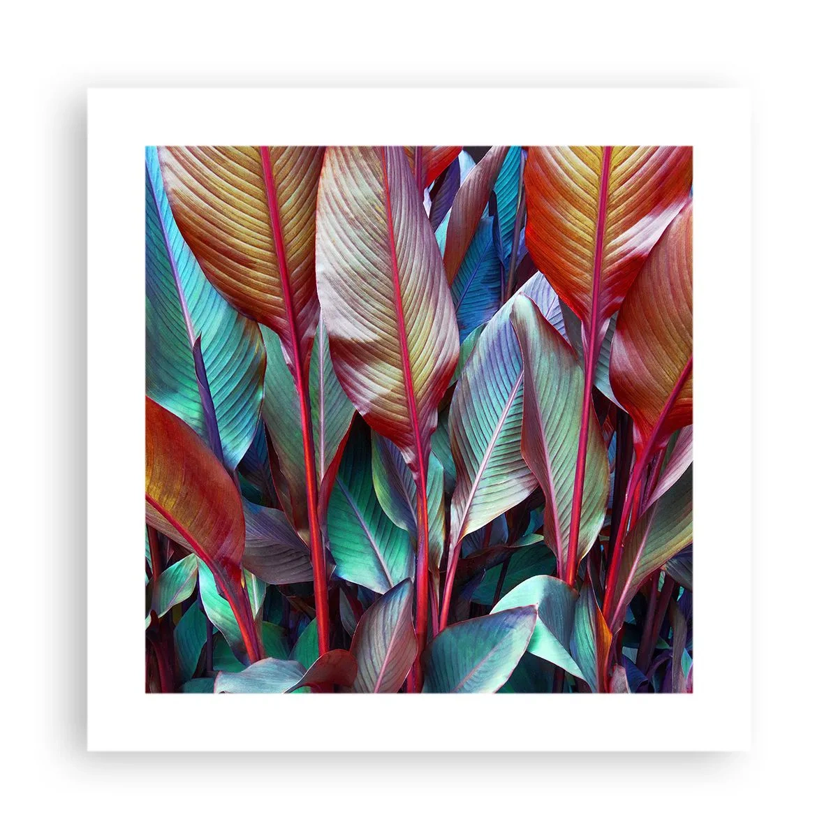 Affiche - Poster - Un fourré coloré - 40x40 cm