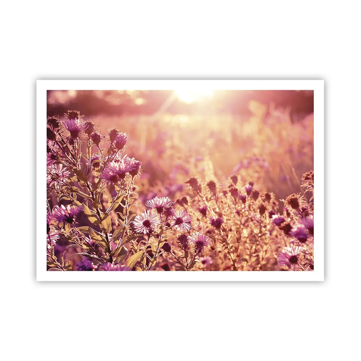 Affiche - Poster - Prairie à la lumière du soleil couchant - 100x70cm - Avant que l'été ne parte - Décoration murale moderne pour le salon et la chambre ARTTOR