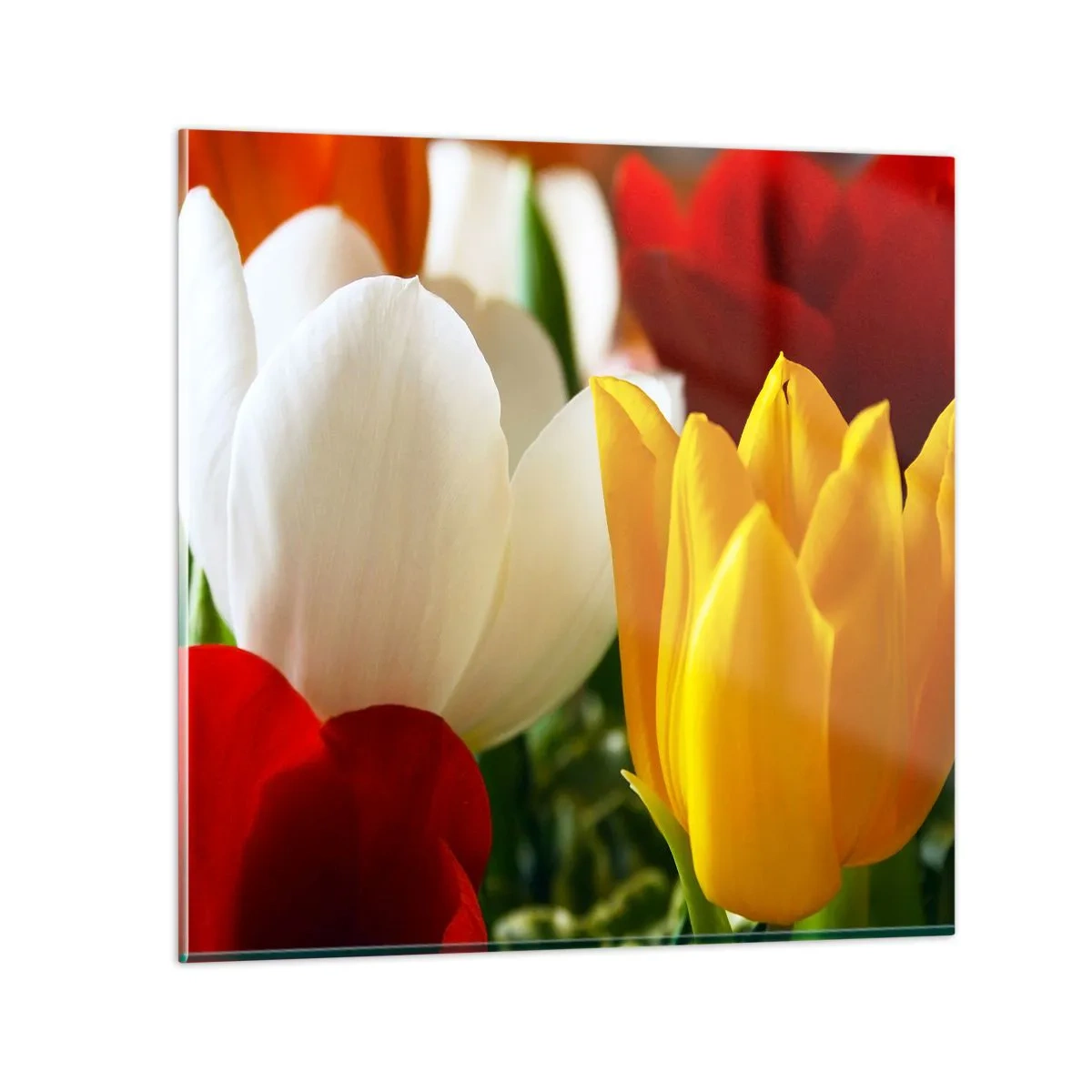 Impression sur verre - Image sur verre - La fièvre des tulipes - 50x50 cm