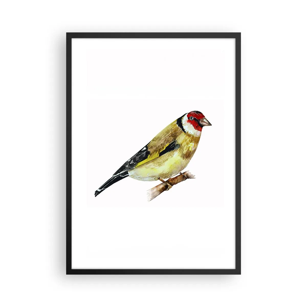 Affiche dans un cadre noir - Poster - Chardonneret sur une branche à l'aquarelle - 50x70cm - Portrait d'oiseau - Décoration murale moderne pour le salon et la chambre ARTTOR