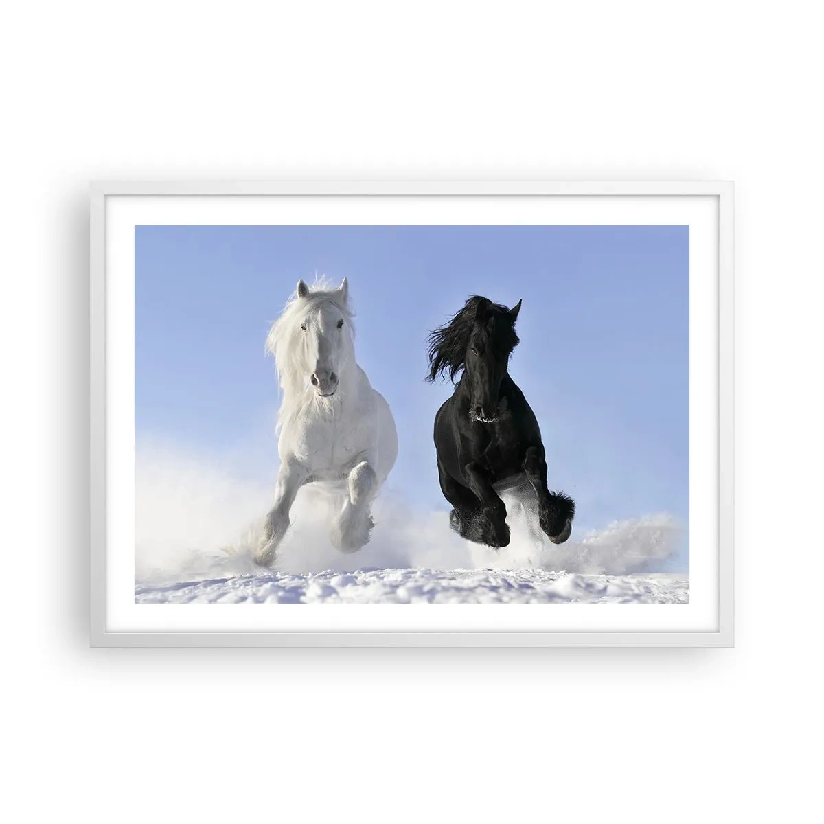 Affiche dans un cadre blanc - Poster - Galop noir et blanc - 70x50 cm