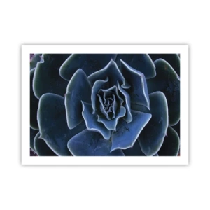 Affiche - Poster - Fleur du désert - 70x50 cm