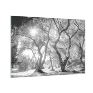 Impression sur verre - Image sur verre - Oliviers noirs et blancs au soleil - 100x70cm - Dans l'oliveraie - Décoration murale moderne pour le salon et la chambre ARTTOR