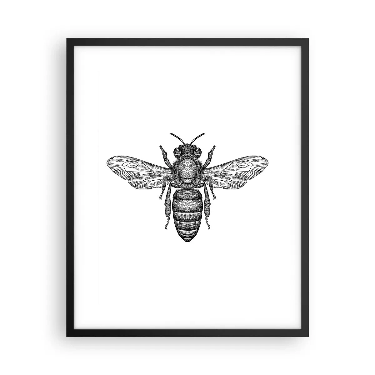 Affiche dans un cadre noir - Poster - Portrait d'insecte - 40x50 cm