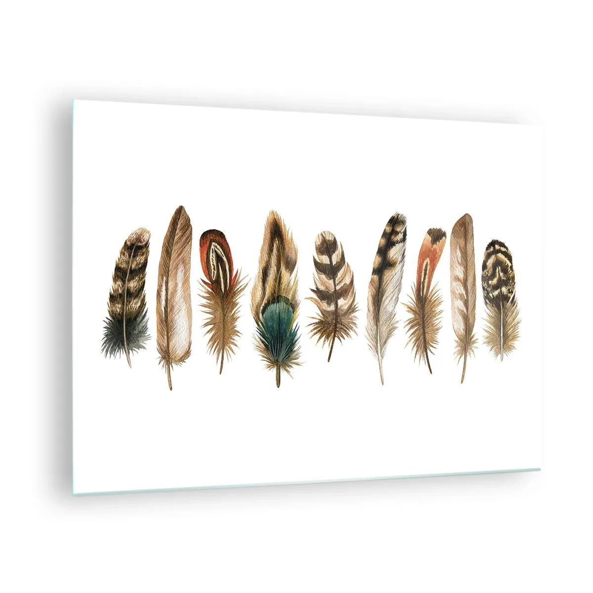 Impression sur verre - Image sur verre - Une composition de plumes colorées sur fond blanc - 70x50cm - Variation à plumes - Décoration murale moderne pour le salon et la chambre ARTTOR