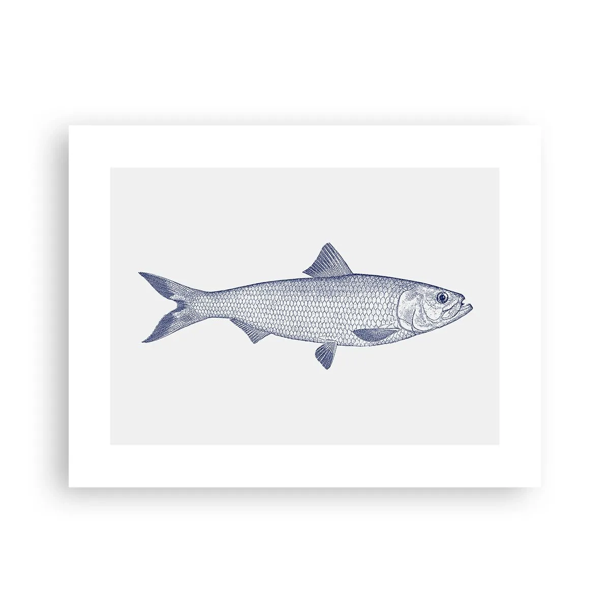 Affiche - Poster - Salutations des mers du nord - 40x30 cm