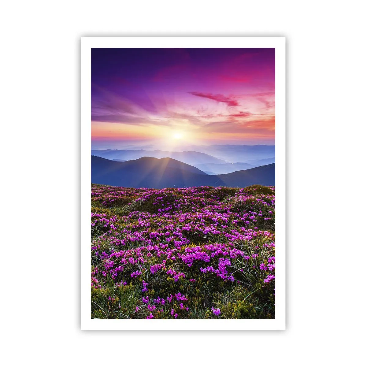 Affiche - Poster - Les herbes sentaient les grappes fraîches de la récolte - 70x100 cm