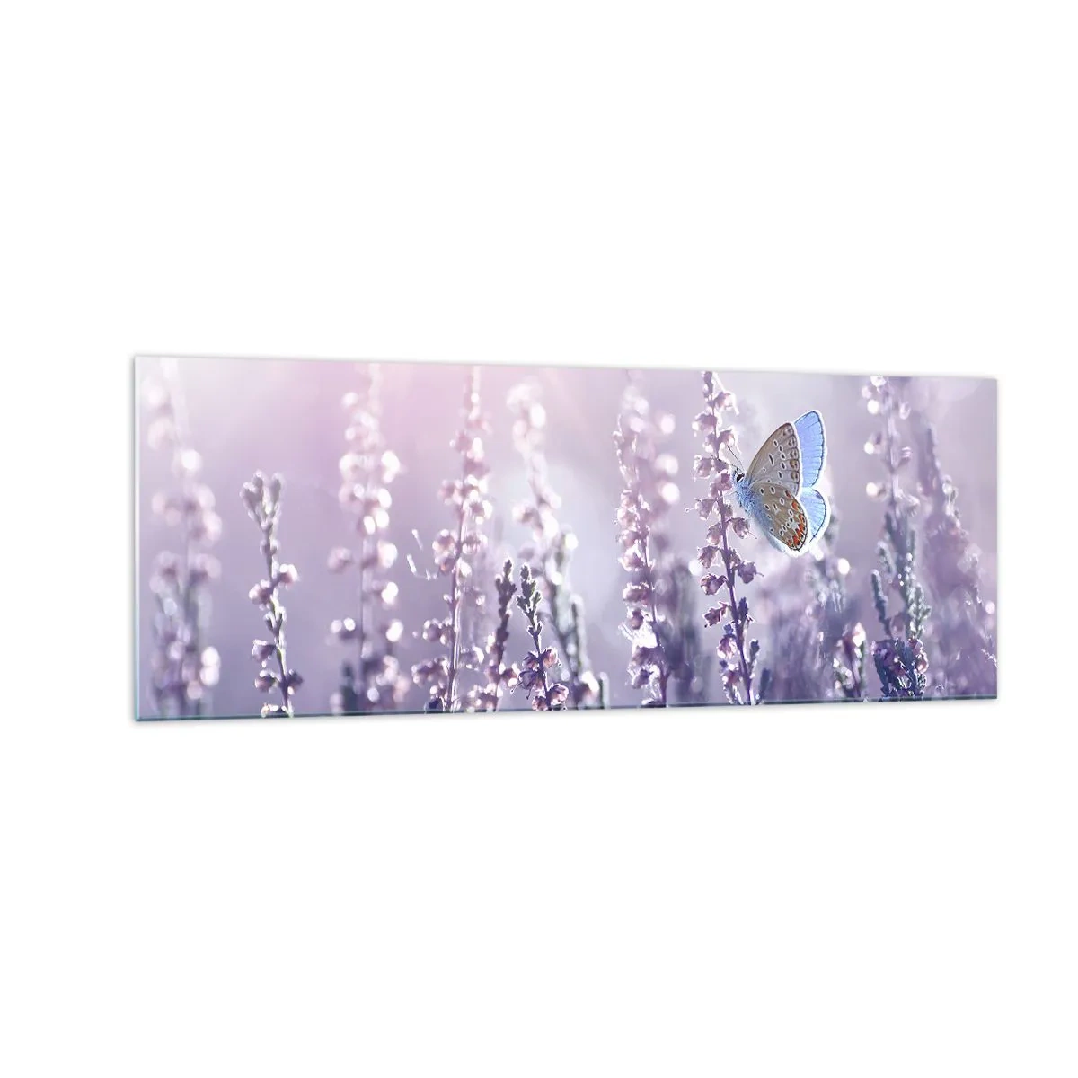 Impression sur verre - Image sur verre - Un papillon sur une lavande en fleurs dans la lumière du matin - 140x50cm - Baiser de papillon - Décoration murale moderne pour le salon et la chambre ARTTOR