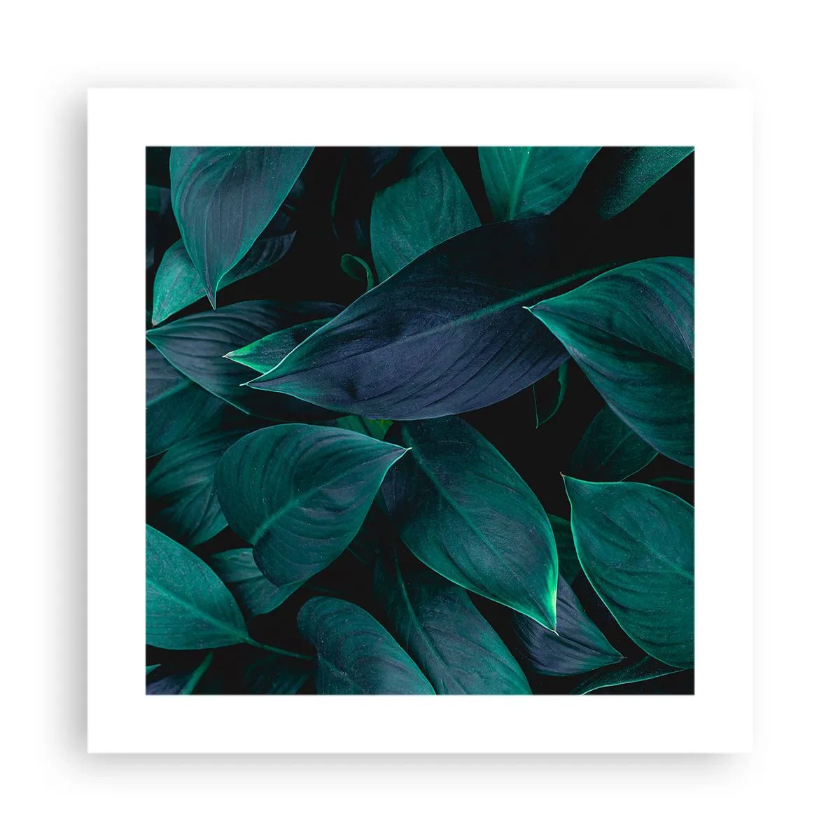 Affiche - Poster - le vert lui-même - 40x40 cm