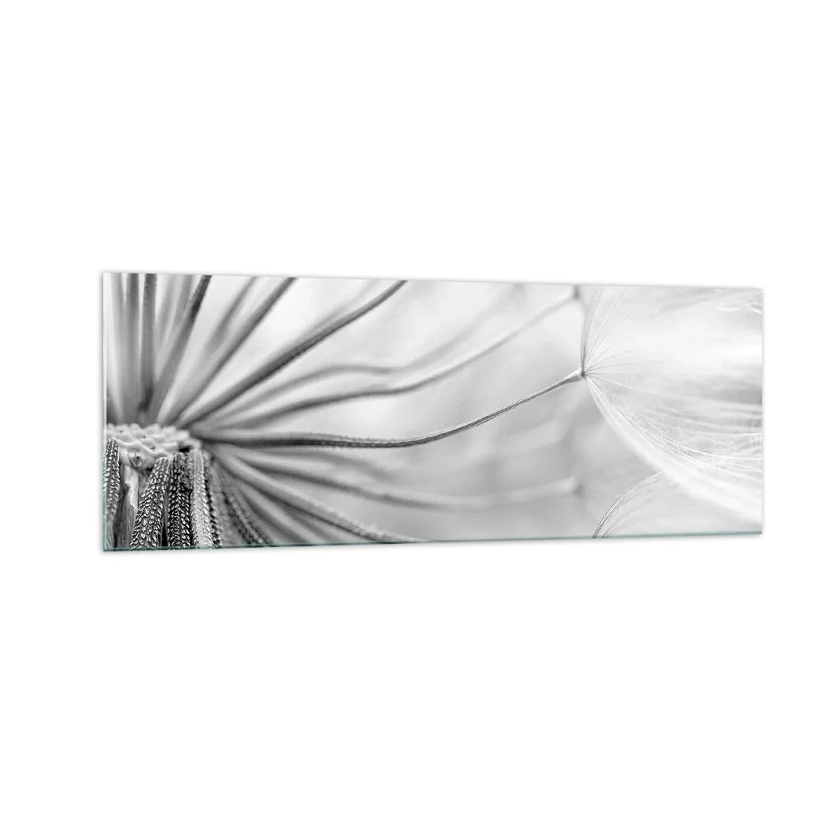 Impression sur verre - Image sur verre - Pissenlits délicats dans des tons noir et blanc - 140x50cm - Aigrette avant son envol - Décoration murale moderne pour le salon et la chambre ARTTOR