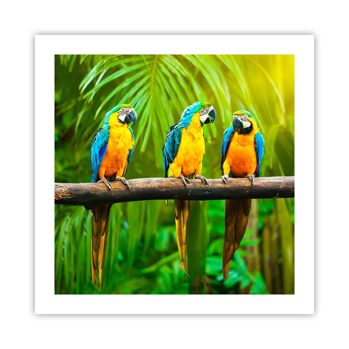 Affiche - Poster - Et avez-vous entendu qu'elle ...? - 50x50 cm