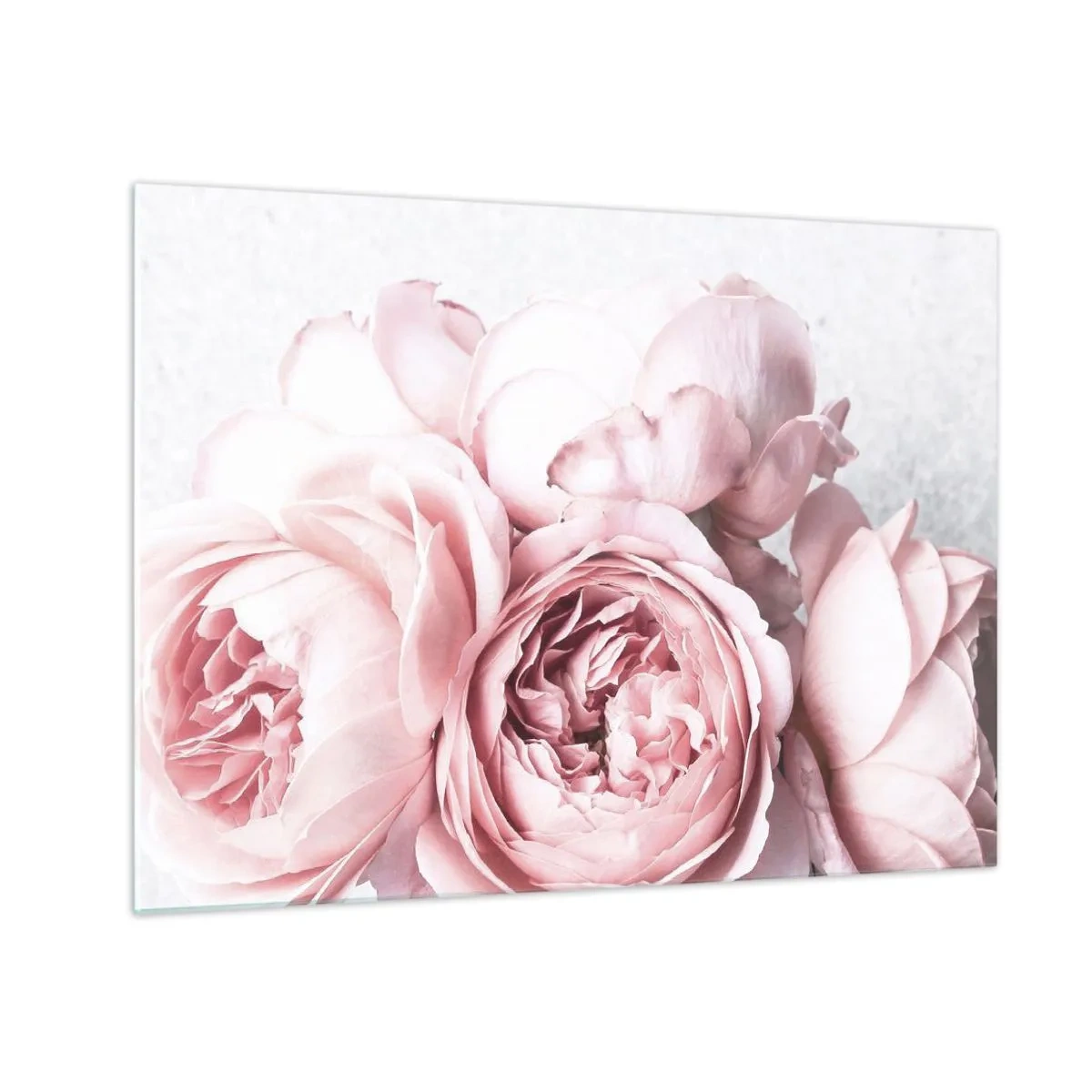 Impression sur verre - Image sur verre - Gros plan de fleurs de pivoine roses dans une lumière douce - 70x50cm - Pour les romantiques - Décoration murale moderne pour le salon et la chambre ARTTOR