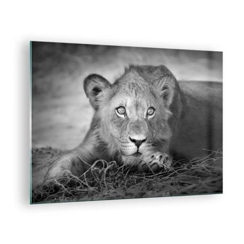 Impression sur verre - Image sur verre - Un lionceau en noir et blanc regardant la caméra - 70x50cm - Chiot royal - Décoration murale moderne pour le salon et la chambre ARTTOR