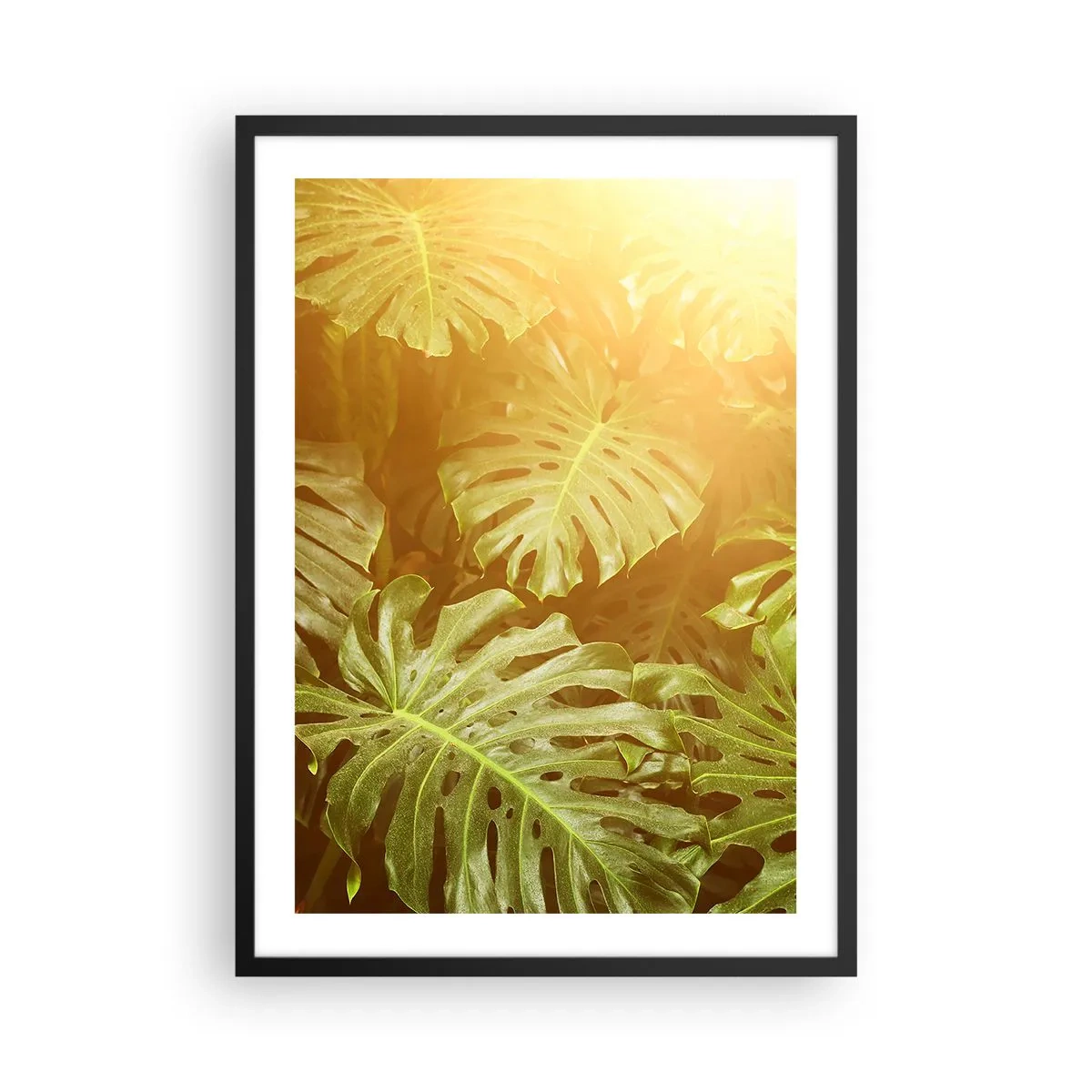 Affiche dans un cadre noir - Poster - Les feuilles de Monstera sous les rayons du soleil créent une atmosphère tropicale - 50x70cm - Se fondre dans la verdure - Décoration murale moderne pour le salon et la chambre ARTTOR